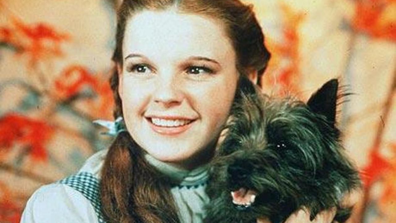 Toto, la perra de 'El mago de Oz', ganó más que varios actores humanos: 125 dólares semanales en 1939
